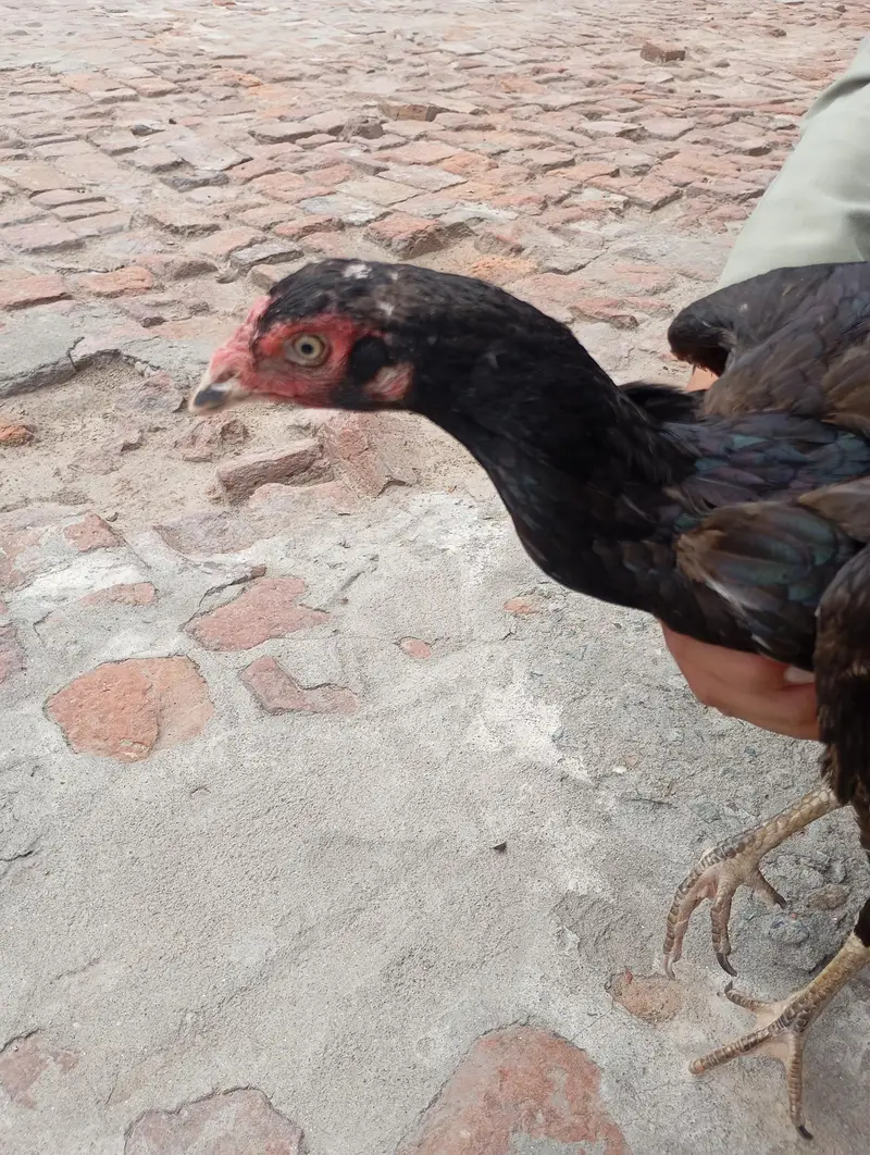aseel chicken — photo 2