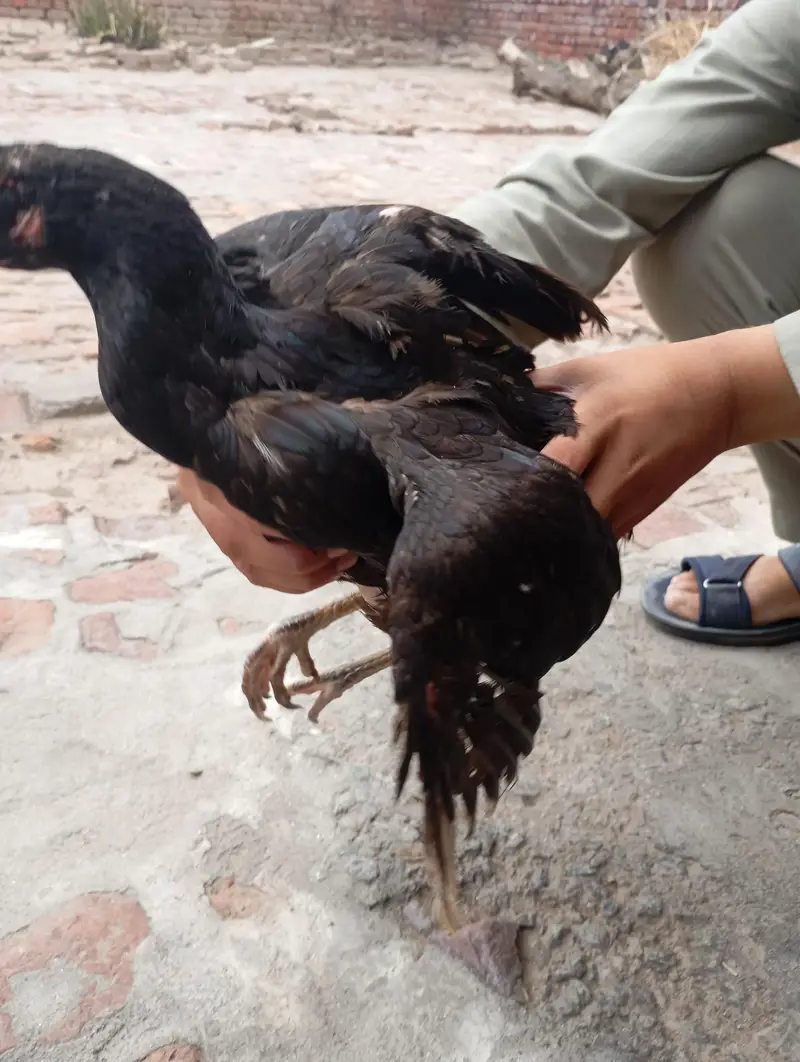 aseel chicken — photo 3