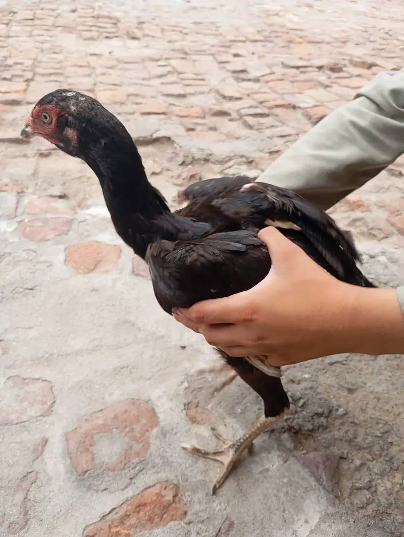 aseel chicken — photo 4