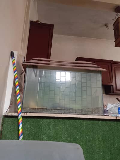 fish aquarium