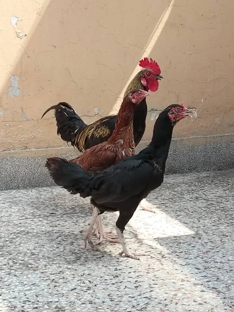 دو مرغے اور دو مرغیاں فار سیل 0