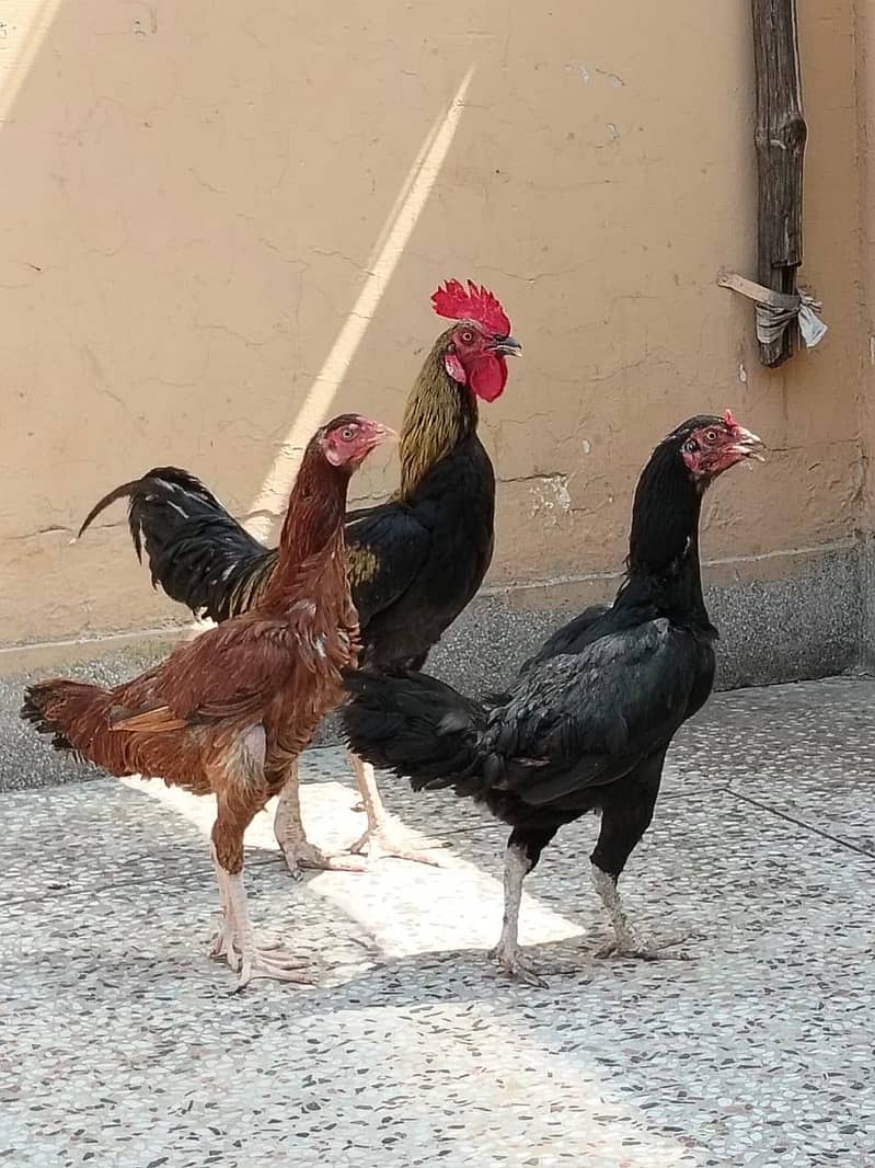 دو مرغے اور دو مرغیاں فار سیل 1