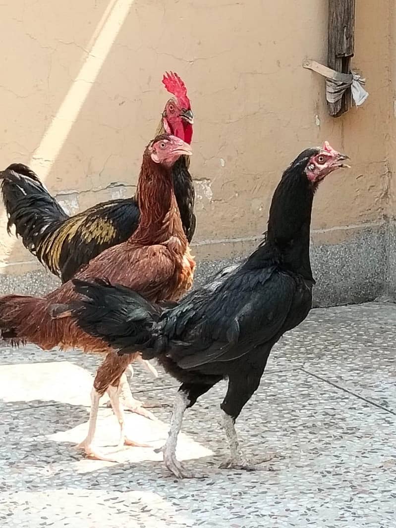 دو مرغے اور دو مرغیاں فار سیل 2