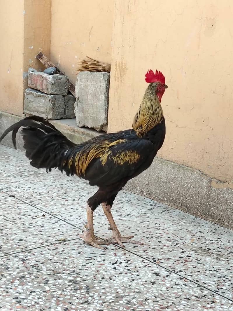 دو مرغے اور دو مرغیاں فار سیل 3