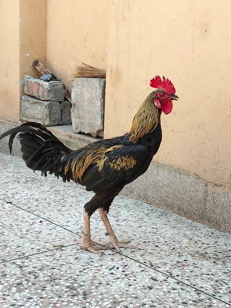 دو مرغے اور دو مرغیاں فار سیل 4