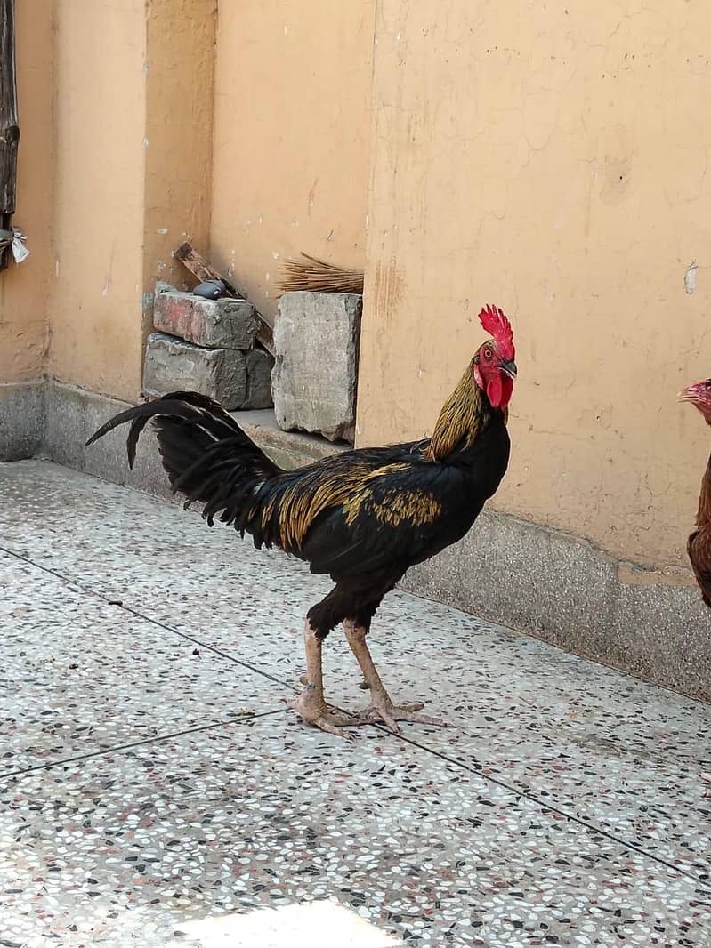 دو مرغے اور دو مرغیاں فار سیل 5