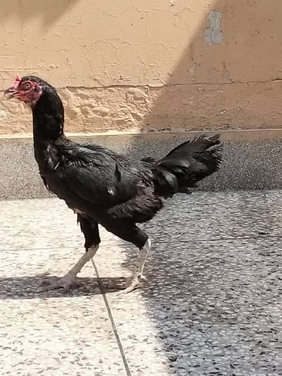 ایک اصیل مرغہ  اور دو اصیل مرغیاں فار سیل