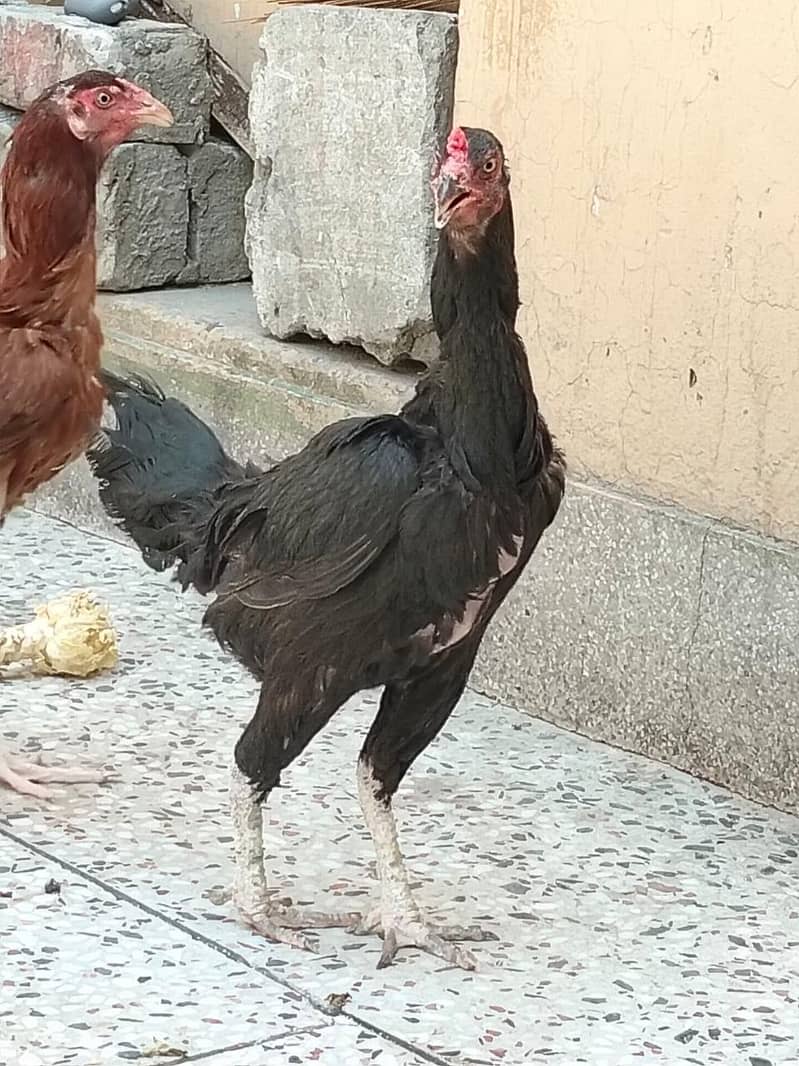 دو مرغے اور دو مرغیاں فار سیل 7