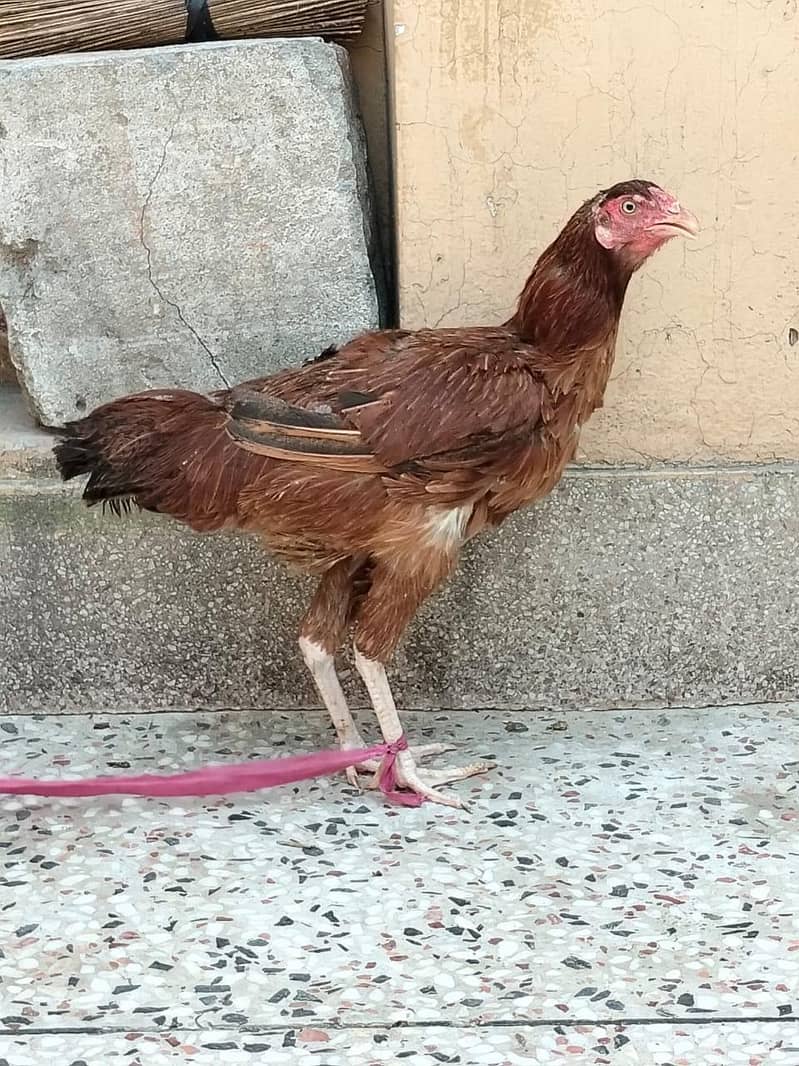دو مرغے اور دو مرغیاں فار سیل 8