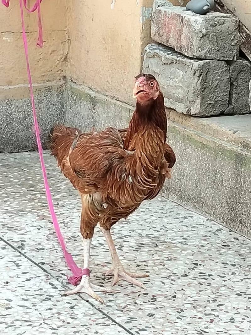 دو مرغے اور دو مرغیاں فار سیل 9