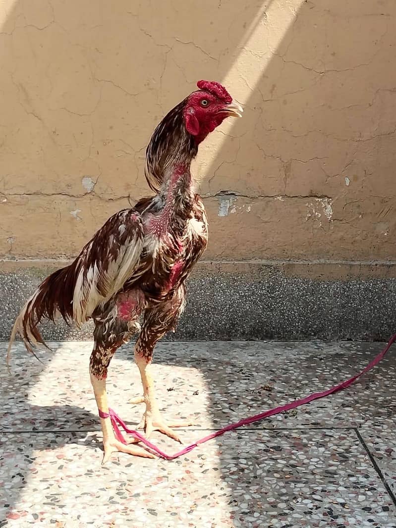 دو مرغے اور دو مرغیاں فار سیل 10