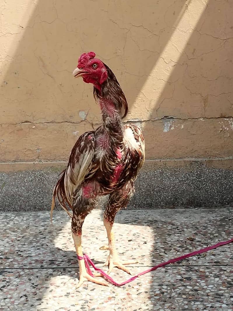 دو مرغے اور دو مرغیاں فار سیل 11