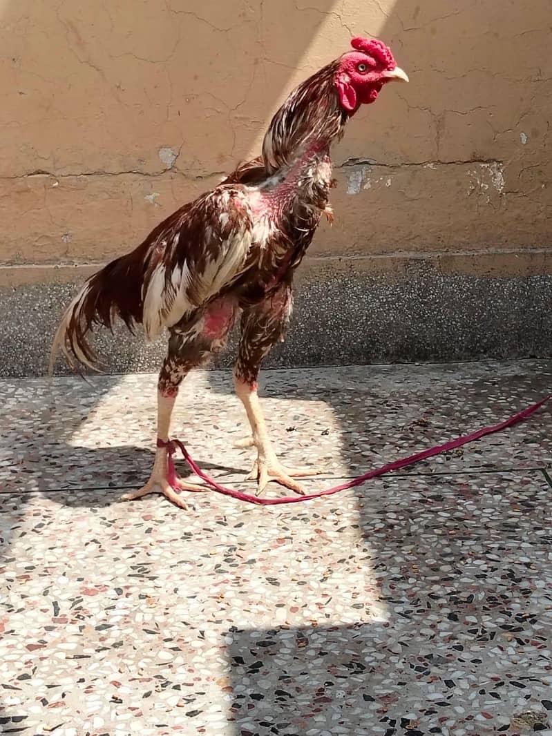 دو مرغے اور دو مرغیاں فار سیل 12