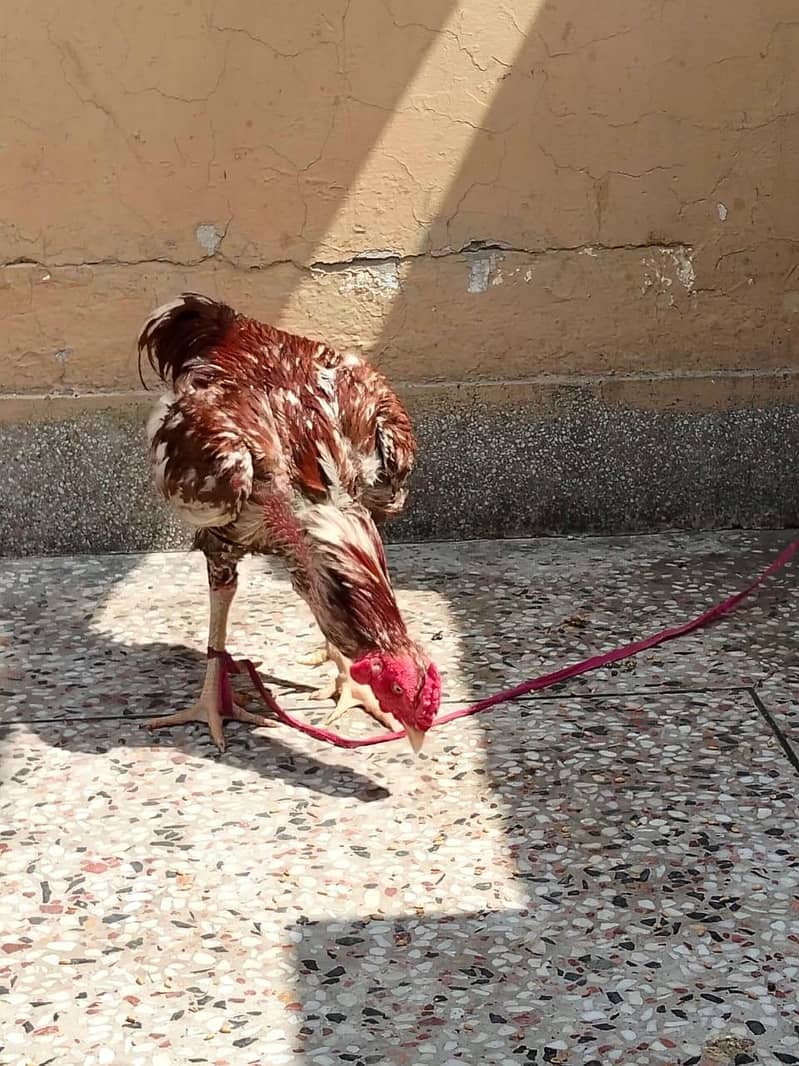دو مرغے اور دو مرغیاں فار سیل 14