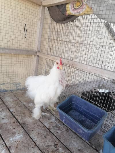 3 white bantam males available