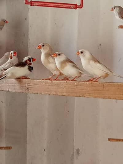 finch setup