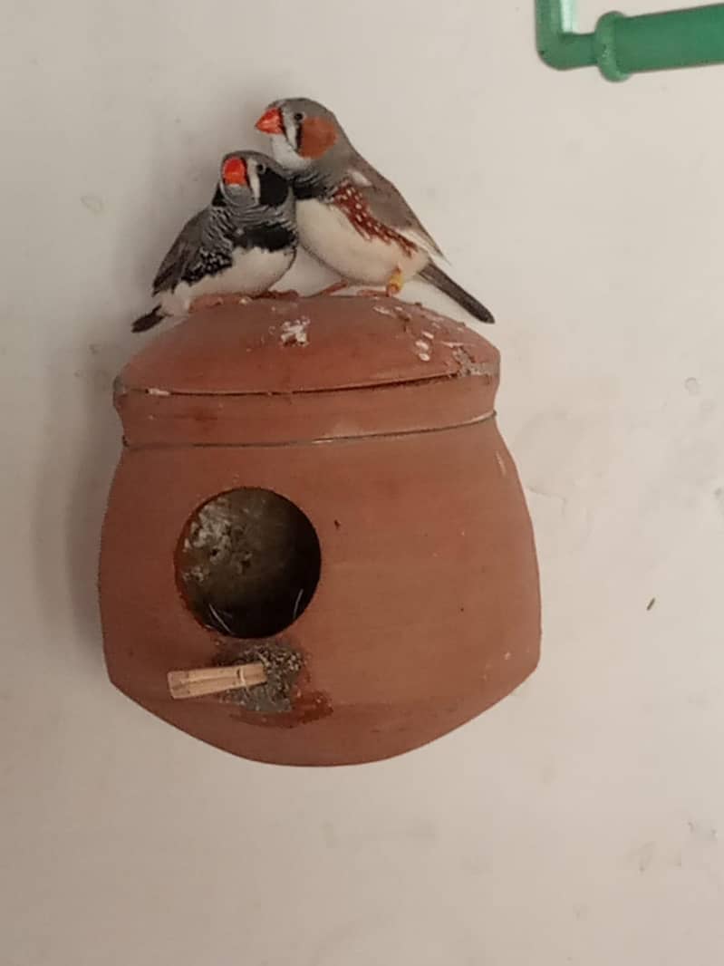 finch setup 3