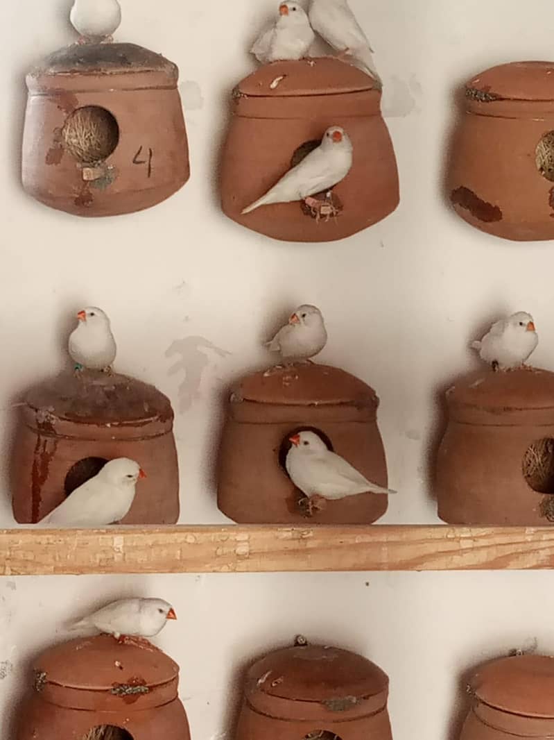 finch setup 6