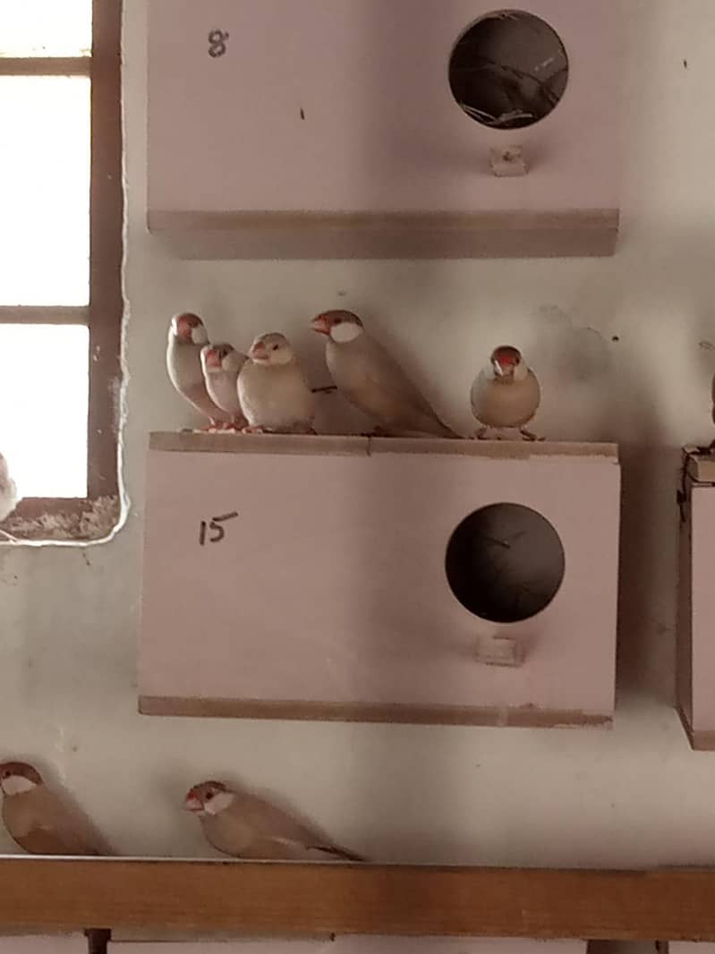 finch setup 10