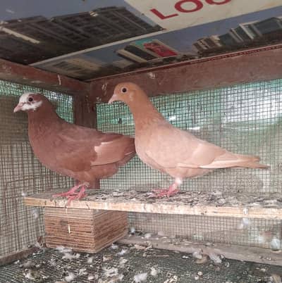 jogiya pairs