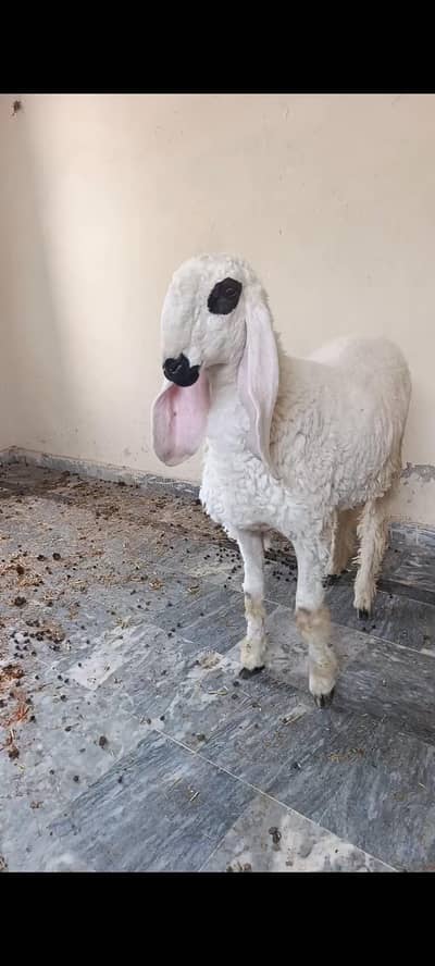 Jori For Sale Lahore Sargodha Breed