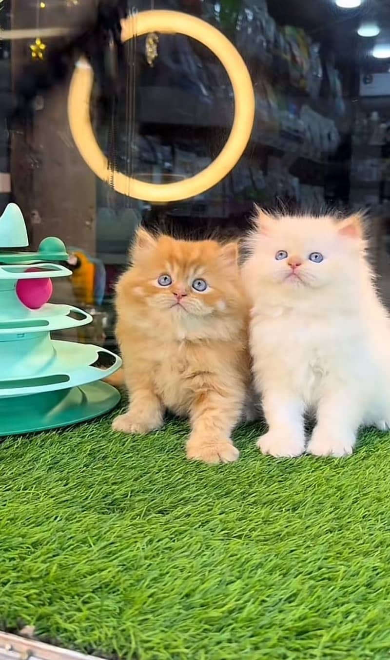 Persian kittens 0