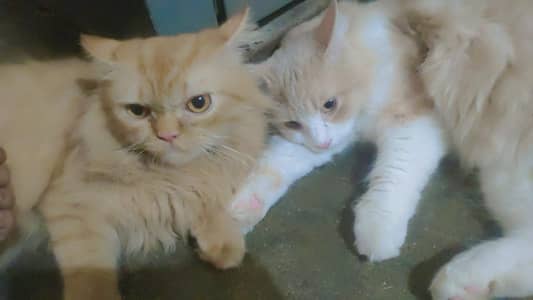 Persian cat | triple coat | persian cat male for sale