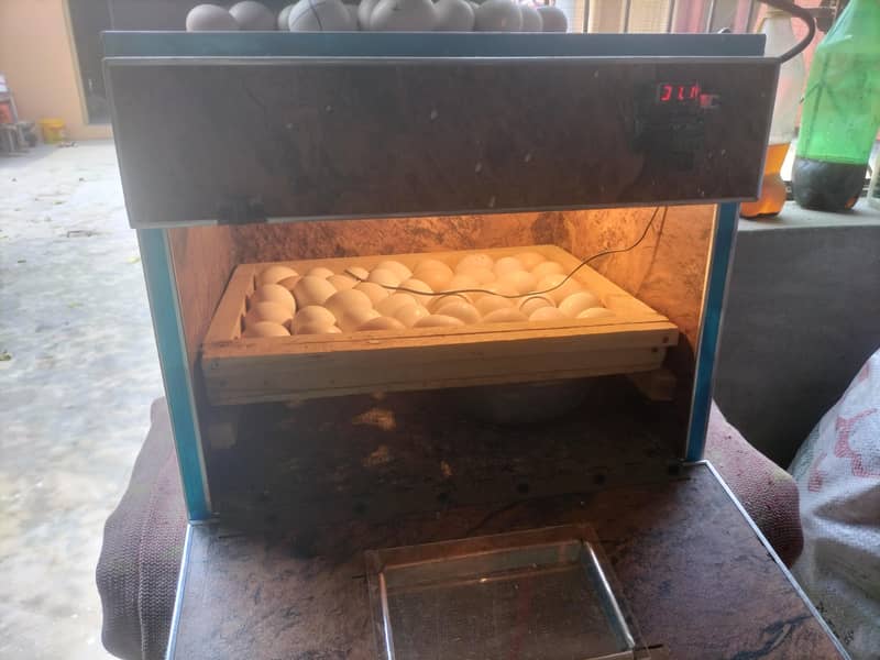 incubator 1