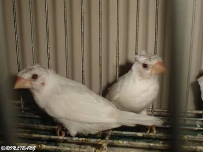 Bengalese finch pair