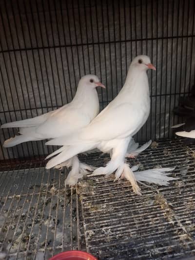 white pouter gubara breeder pair and chick pair