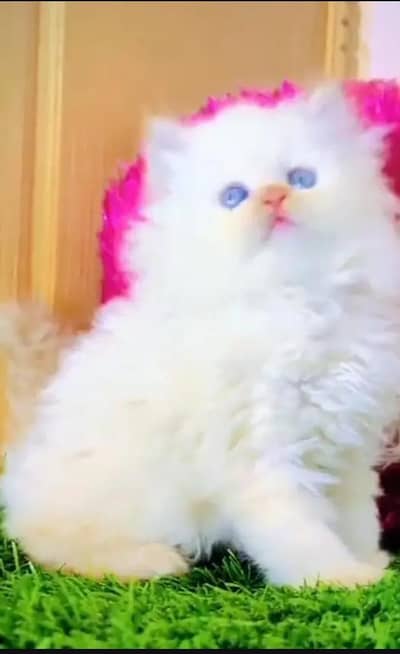 Persian cat for sale my WhatsApp number 0322-97-21-876