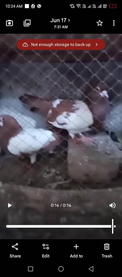 Lal khal kalyara  guldar breeder pair. 0 344///5765//859.  video