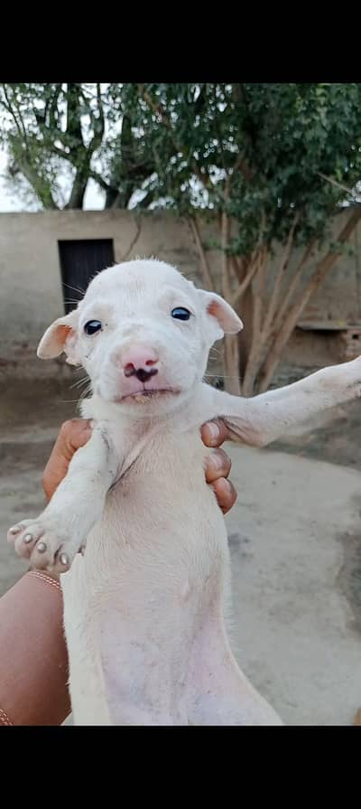 walati gultair outcalss pupy single puppy price