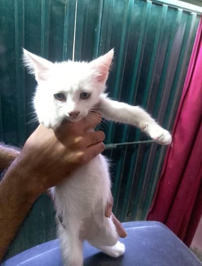 Russian Kittens available