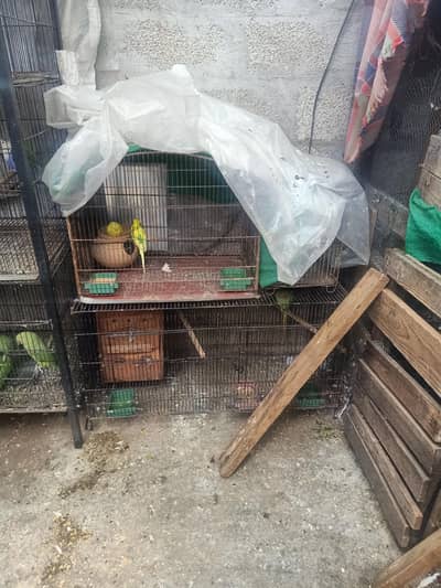 pigeon+cages