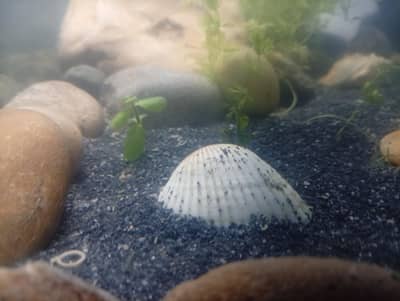 gappi. molis. plant. rocks. sand. water filter. air pump. aquarium. mini pond
