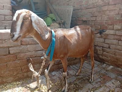 1 bakri sale