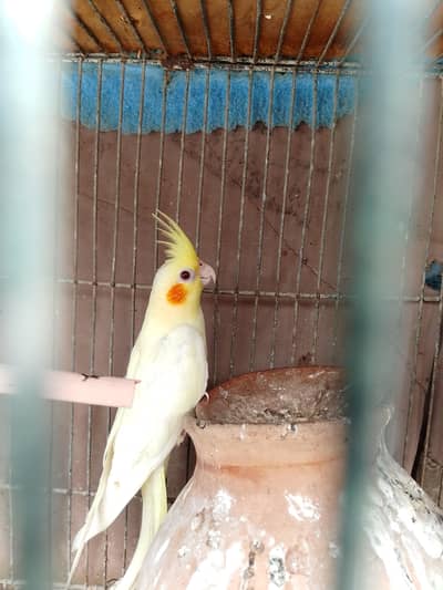 cocktail  for sale. red eyes hai