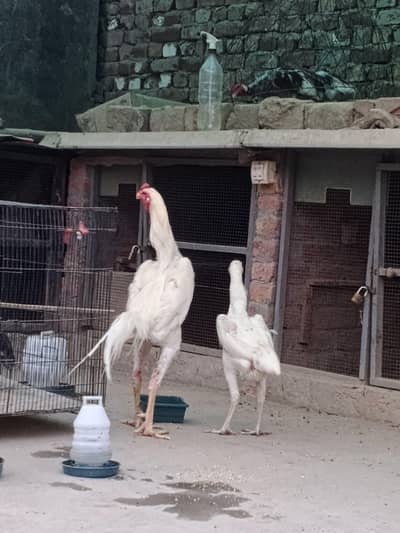 KING OH SHAMOl Pair for Sale - Beautiful and Healthy