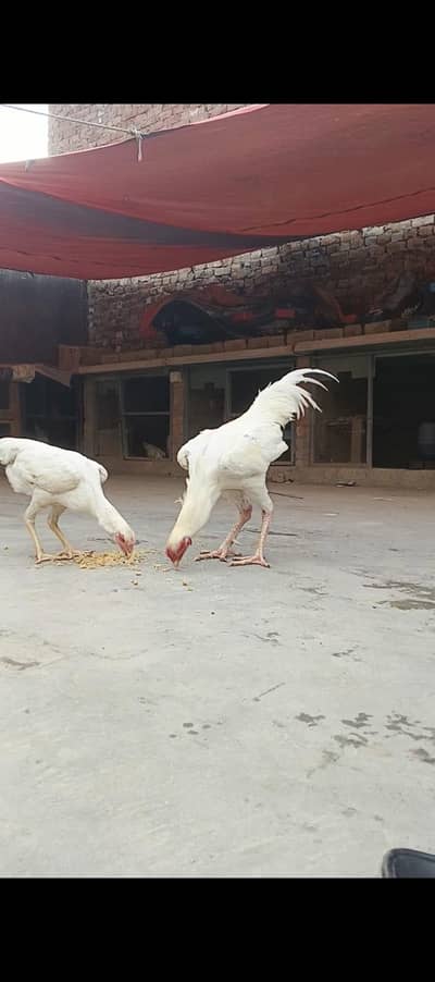 Aseel Shamo | paper white Shamo Murga | Shamo For sale | white Shamo