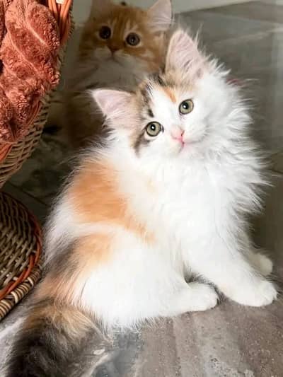 kittens | Cats | Persian | Blue Eyes | 3 kot | O348O29O146 | £=WA