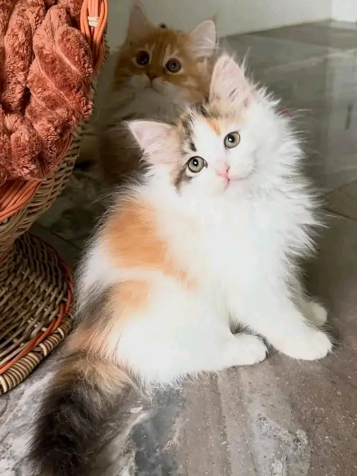 kittens | Cats | Persian | Blue Eyes | 3 kot | O348O29O146 | £=WA — photo 2