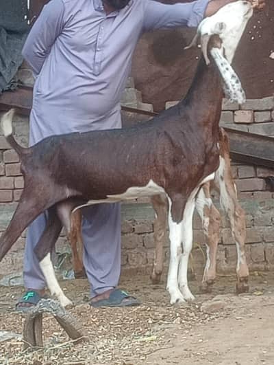 Nagra Gabn bakri sale