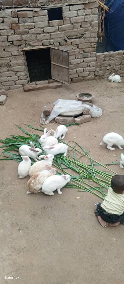 Rabbit for Sale Couple