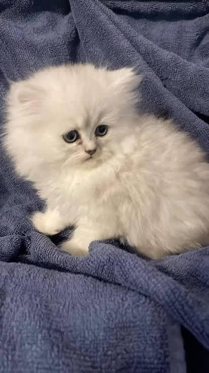 Persian kittens 1