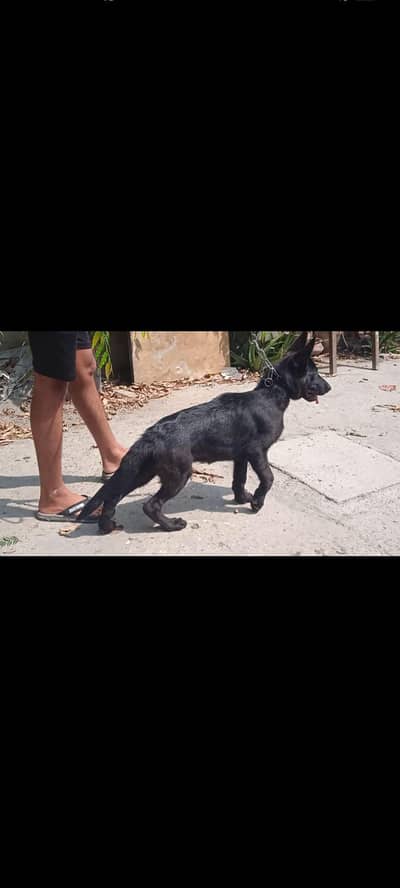 Black German shepherd female puppy