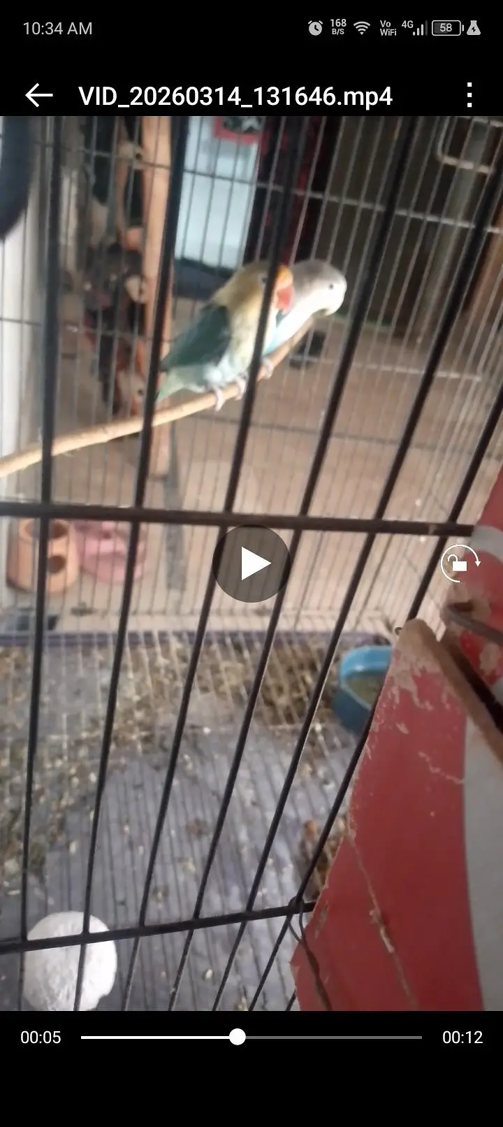 love birds pair — photo 2
