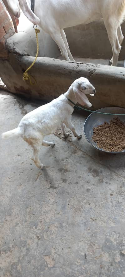 Rajanpuri Bakri | rajanpori cross | بکری | Goat for sale