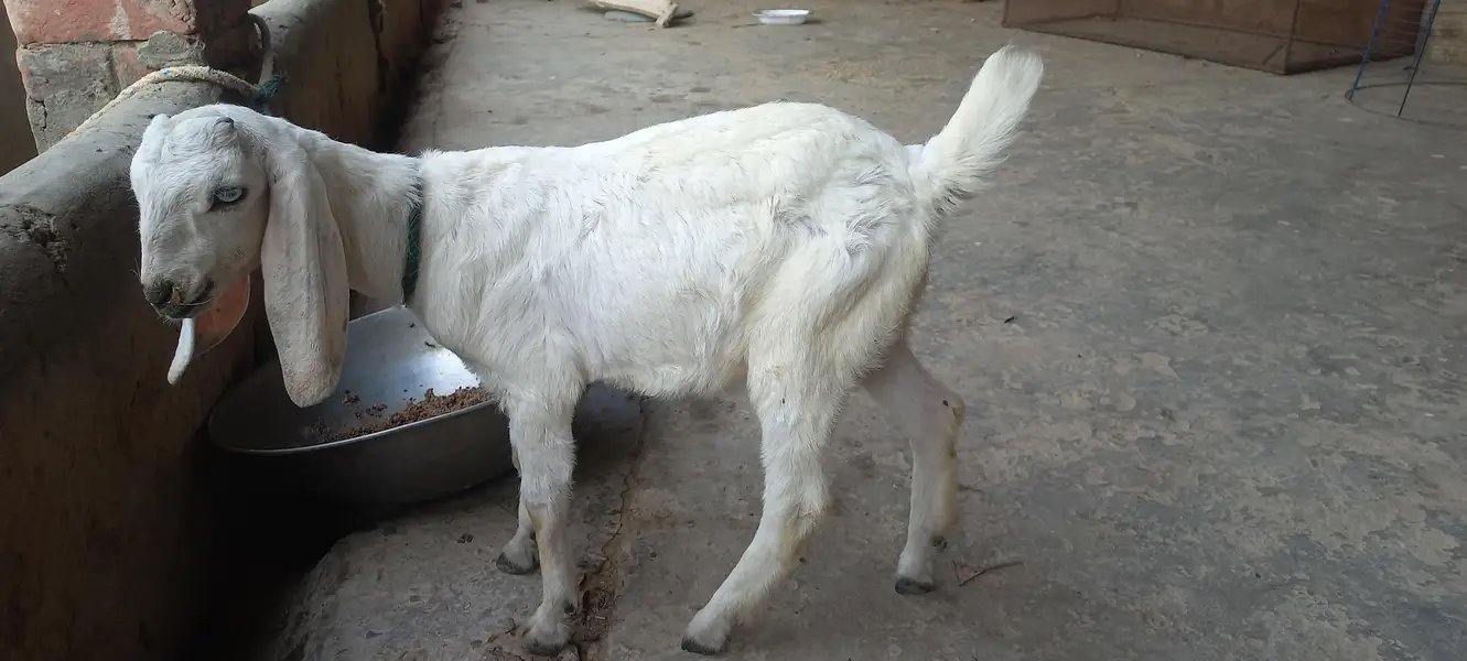 Rajanpuri Bakri | rajanpori cross | بکری | Goat for sale — photo 2