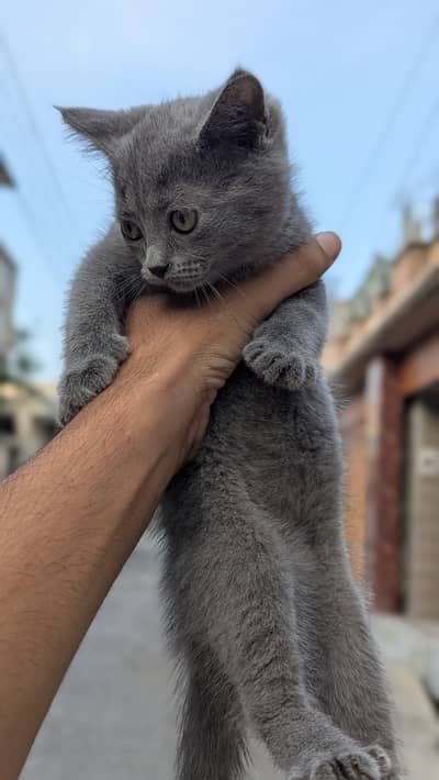 6baby cats 3 gray 1brown 1 lite pink 1white 1.5 month baby